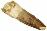 Fossil Spinosaurus Tooth - Real Dinosaur Tooth #327889-1